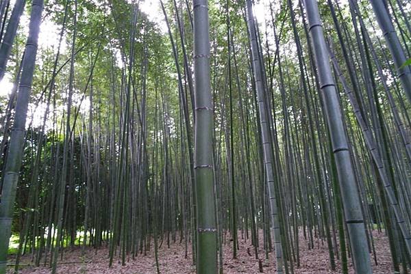 arashiyama75.jpg