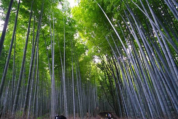 arashiyama87.jpg