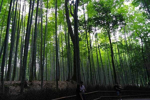 arashiyama90.jpg