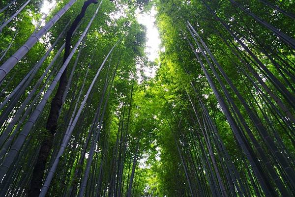 arashiyama99.jpg