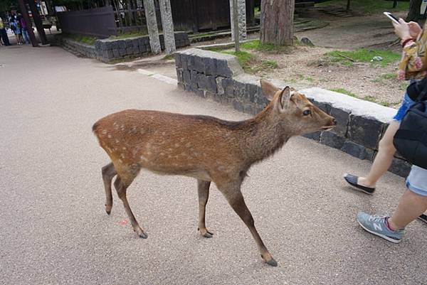 NARA34.jpg