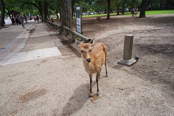 NARA31.jpg