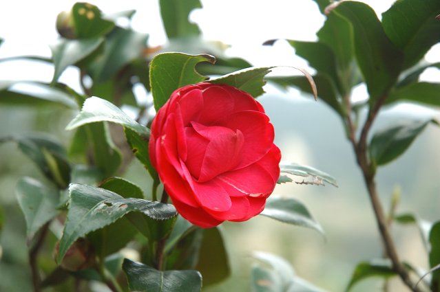 DSC_9740.jpg
