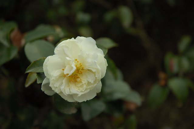 DSC_9755.jpg