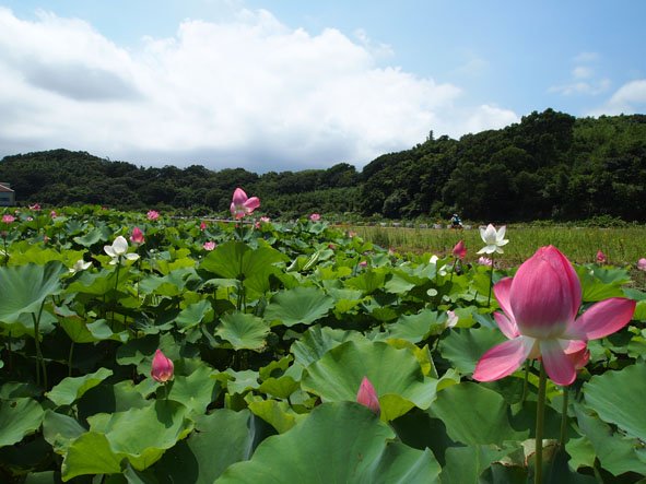 0701六塊厝漁、白沙灣、漁人碼頭_02