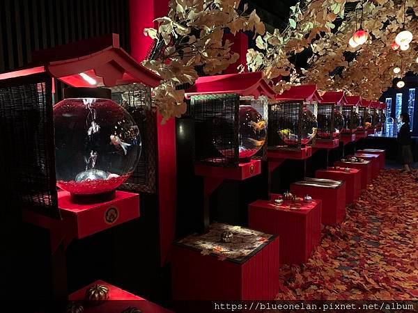 東京看展-アートアクアリウム美術館 GINZA / 金魚展