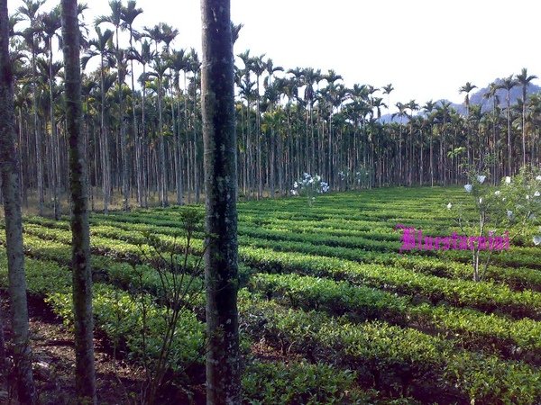 秘密花園民宿-茶園.jpg