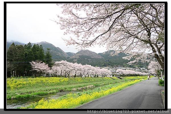 九州《由布院櫻花散策》5.jpg