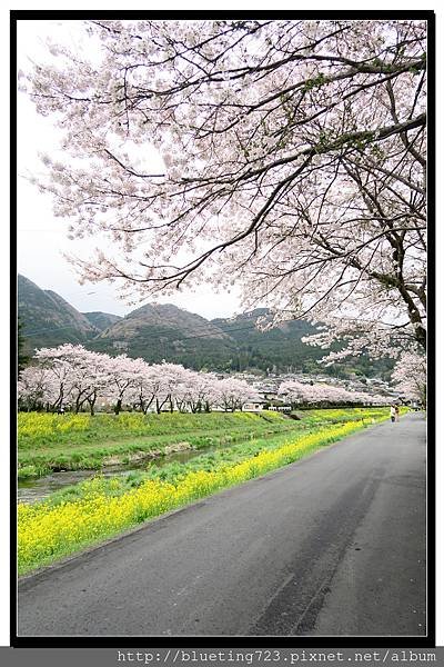 九州《由布院櫻花散策》6.jpg