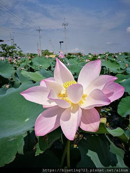 台南《白河蓮花》3.jpg