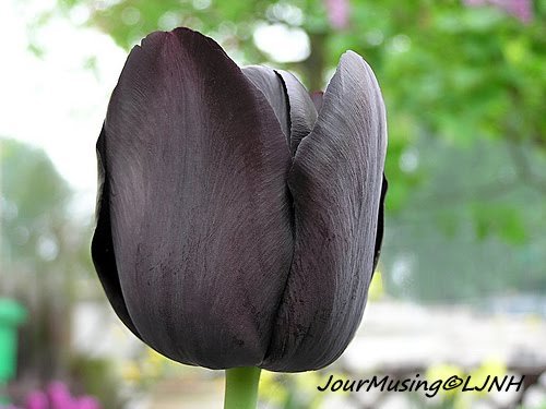 TULIP6.jpg