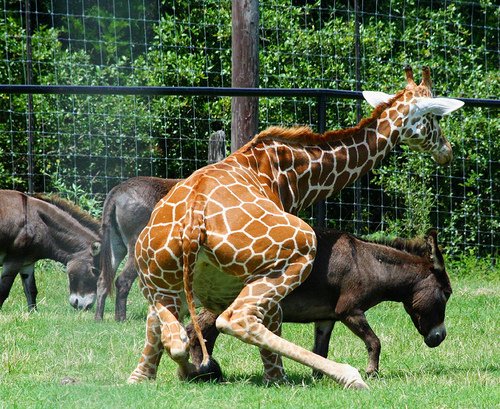 giraffe and donkey