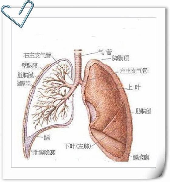 教你辨認五臟六腑的垃圾毒素