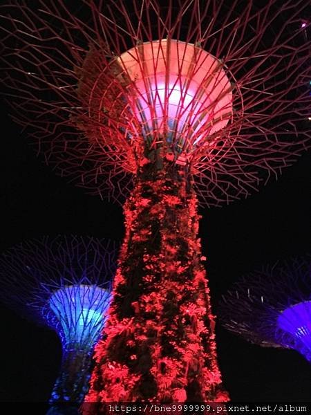 新加坡 │「濱海灣花園」夜晚城市中最美的超級樹叢