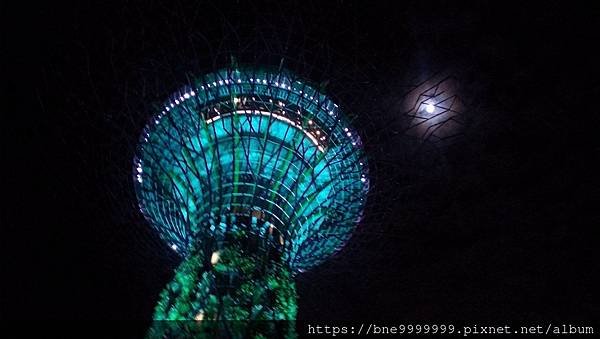 新加坡 │「濱海灣花園」夜晚城市中最美的超級樹叢