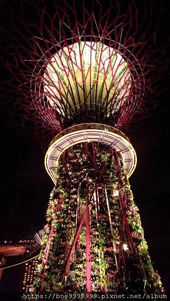 新加坡 │「濱海灣花園」夜晚城市中最美的超級樹叢