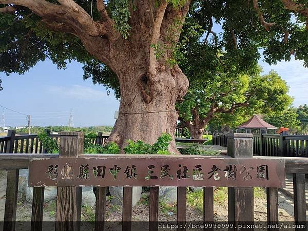 彰化縣  田中鎮│「田中老樹公園」百年茄苳夫妻樹 環境清幽舒