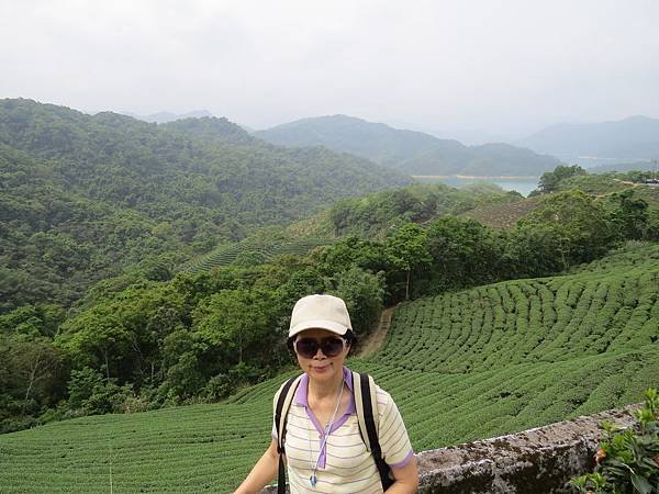 小旅行。石碇。八卦茶園