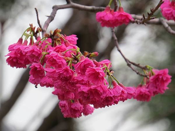 背包侶行。林口。竹林山觀音寺。八重櫻