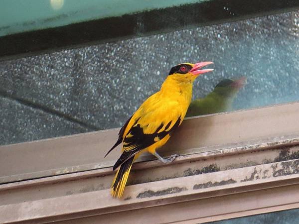 背包侶行。景美萬慶公園。黃鸝鳥