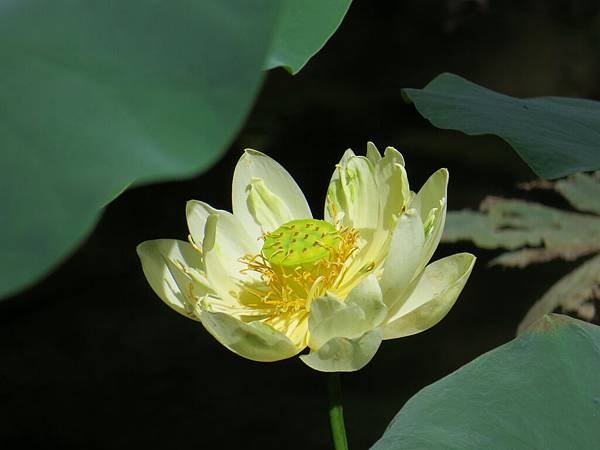 背包侶行。台北植物園。荷花　