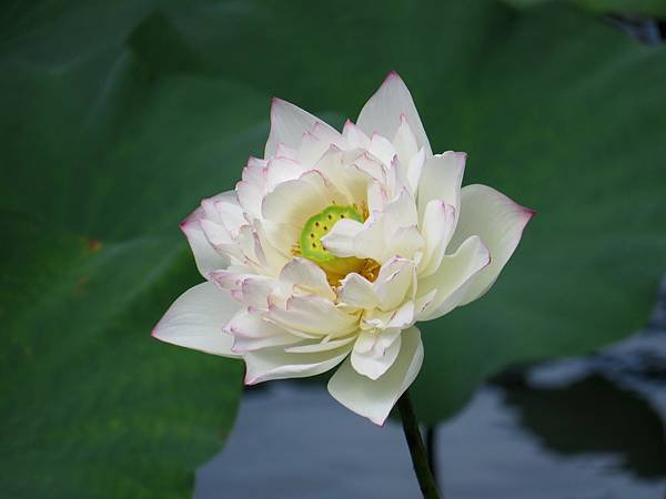 背包侶行。台北植物園。荷花　