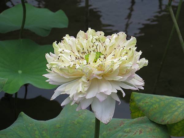 背包侶行。台北植物園。荷花　