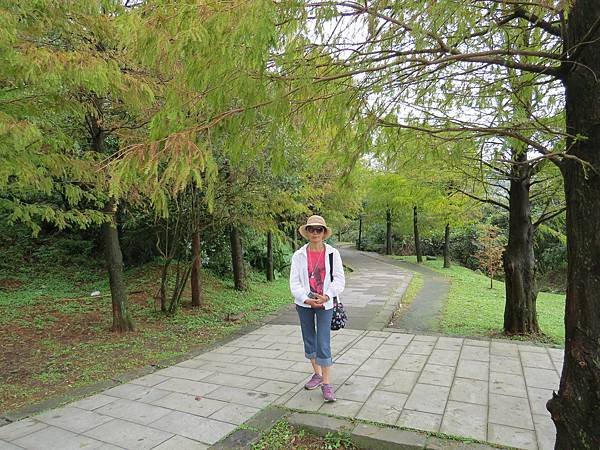 背包侶行。陽明山。冷水坑。落羽松