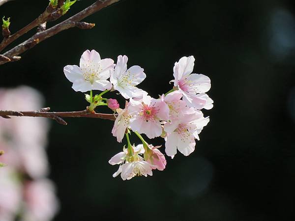 IMG_6520.jpg