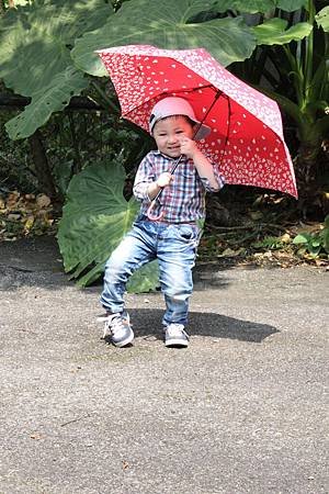 一枝小雨傘