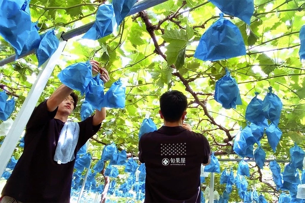 主圖說：旬果屋與廣瀨農園跨國契作。(圖: 旬果屋 Syunkaya).jpg