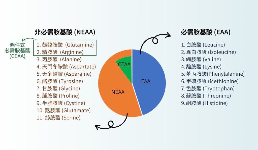 二圖說：必需胺基酸與非必需胺基酸種類。（圖／李佩怡營養師）.jpg