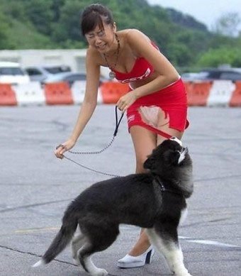 小黑!不要...停..