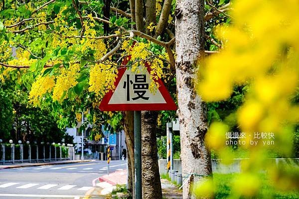 【新竹景點】 竹北金黃阿勃勒大道，沐浴花雨下美不勝收