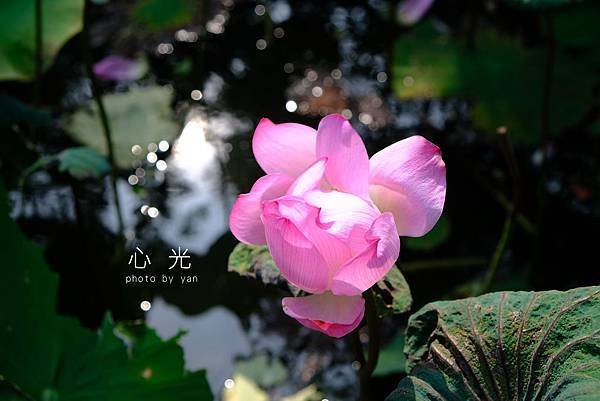 【新竹景點】竹北新瓦屋客家文化園區，假日放風好去處