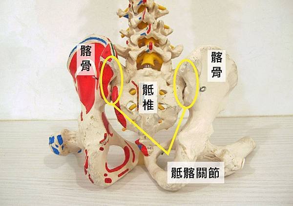 骶髂關節.JPG
