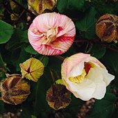 S__4816904.jpg