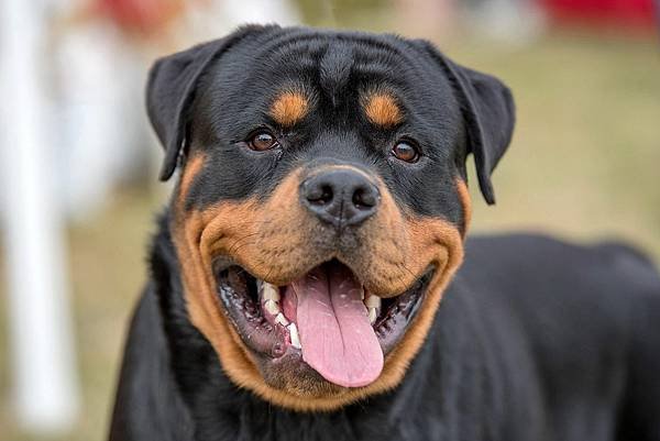 rottweiler-headshot-678833089-2000-e87e6d01c6964debad70bedee2094120.jpg