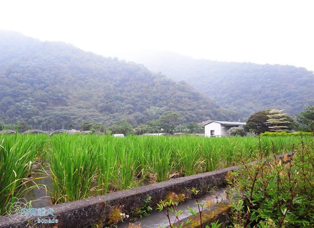 玫開四度食用玫瑰園