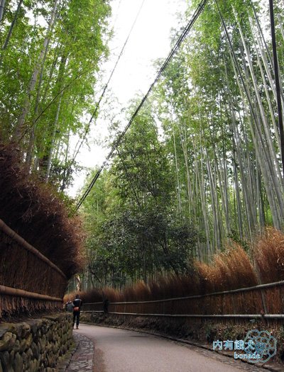 嵐山竹林小徑