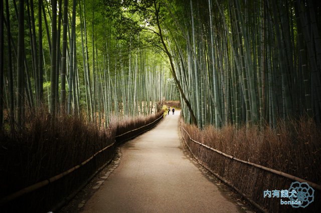 嵐山竹林小徑