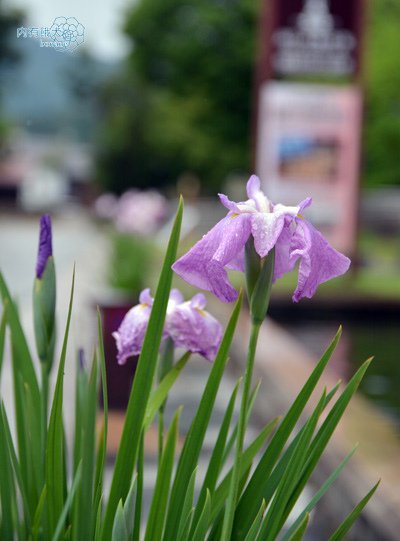 飛驒古川