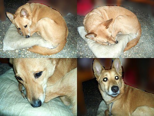 guli001_u_1.jpg