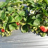 20120212大湖採草莓 070.jpg