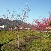 20120212大湖採草莓 135.jpg