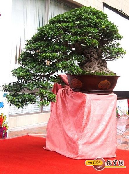 BONSAI(何國銘).jpg