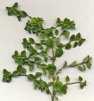 thyme_leaves.jpg