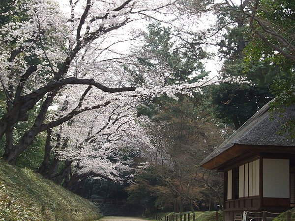 馬場の櫻のトンネ.JPG