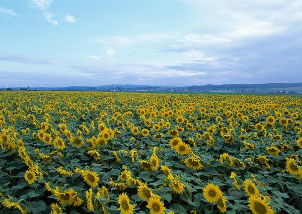 ヒマワリ畑-北海道雨龍郡北龍町(8月).jpg