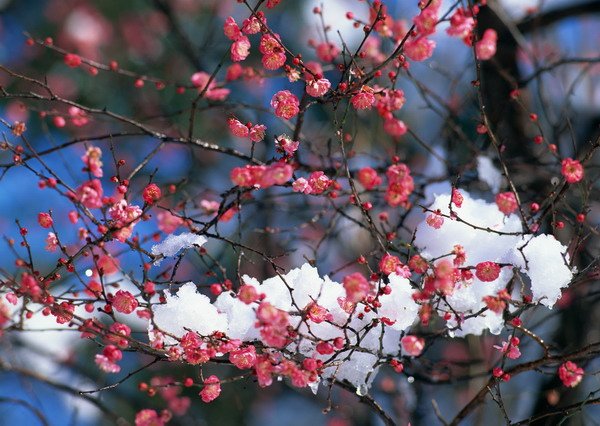 ウメ-東京都國立市(3月).jpg